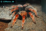 brachypelma boehmei mexican fire leg tarantula brachypelma boehmei mexican fire leg tarantula
