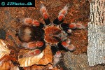 brachypelma boehmei mexican fire leg tarantula brachypelma boehmei mexican fire leg tarantula