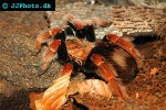 brachypelma boehmei mexican fire leg tarantula brachypelma boehmei mexican fire leg tarantula
