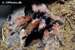 brachypelma boehmei mexican fire leg tarantula brachypelma boehmei mexican fire leg tarantula