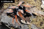 brachypelma boehmei mexican fire leg tarantula brachypelma boehmei mexican fire leg tarantula