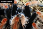 brachypelma boehmei mexican fire leg tarantula brachypelma boehmei mexican fire leg tarantula