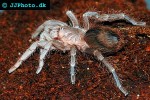 brachypelma fossorium costa rican rust brown tarantula brachypelma fossorium costa rican rust brown tarantula