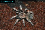 brachypelma hamorii mexican red knee tarantula brachypelma hamorii mexican red knee tarantula