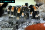 brachypelma hamorii mexican red knee tarantula brachypelma hamorii mexican red knee tarantula