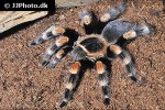 brachypelma hamorii mexican red knee tarantula brachypelma hamorii mexican red knee tarantula