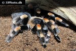 brachypelma hamorii mexican red knee tarantula brachypelma hamorii mexican red knee tarantula