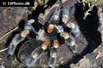 brachypelma hamorii mexican red knee tarantula brachypelma hamorii mexican red knee tarantula