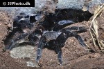 brachypelma vagans mexican red rump tarantula brachypelma vagans mexican red rump tarantula