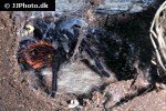 brachypelma vagans mexican red rump tarantula brachypelma vagans mexican red rump tarantula