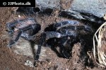 brachypelma vagans mexican red rump tarantula brachypelma vagans mexican red rump tarantula
