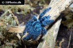 caribena versicolor antilles pinktoe tarantula caribena versicolor antilles pinktoe tarantula