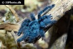 caribena versicolor antilles pinktoe tarantula caribena versicolor antilles pinktoe tarantula