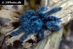 caribena versicolor antilles pinktoe tarantula caribena versicolor antilles pinktoe tarantula