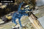 caribena versicolor antilles pinktoe tarantula caribena versicolor antilles pinktoe tarantula
