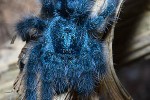caribena versicolor antilles pinktoe tarantula caribena versicolor antilles pinktoe tarantula