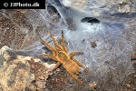 chilobrachys guangxiensis chinese faun tarantula chilobrachys guangxiensis chinese faun tarantula