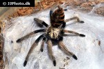 chromatopelma cyaneopubescens greenbottle blue tarantula chromatopelma cyaneopubescens greenbottle blue tarantula
