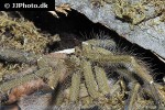 cyriopagopus schioedtei malaysian earthtiger tarantula cyriopagopus schioedtei malaysian earthtiger tarantula