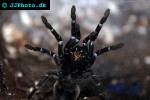 euathlus pulcherrimaklaasi chilean metallic blue femur beauty euathlus pulcherrimaklaasi chilean metallic blue femur beauty