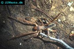 galeodes species solifugid galeodes species solifugid