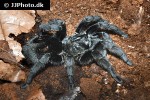grammostola pulchra brazilian black tarantula grammostola pulchra brazilian black tarantula