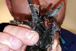 grammostola pulchra brazilian black tarantula grammostola pulchra brazilian black tarantula