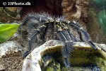grammostola pulchripes chaco golden knee tarantula grammostola pulchripes chaco golden knee tarantula
