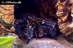 grammostola pulchripes chaco golden knee tarantula grammostola pulchripes chaco golden knee tarantula