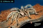 grammostola rosea chilean rose tarantula grammostola rosea chilean rose tarantula