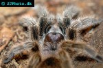 grammostola rosea chilean rose tarantula grammostola rosea chilean rose tarantula