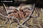 grammostola rosea chilean rose tarantula grammostola rosea chilean rose tarantula