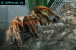 grammostola spatulata rosehair tarantula grammostola spatulata rosehair tarantula