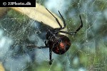 latrodectus mactans southern black widow latrodectus mactans southern black widow