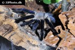 monocentropus balfouri socotra island blue baboon tarantula monocentropus balfouri socotra island blue baboon tarantula