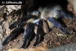 monocentropus balfouri socotra island blue baboon tarantula monocentropus balfouri socotra island blue baboon tarantula