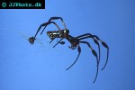 nephila senegalensis senegalese golden orb weaver nephila senegalensis senegalese golden orb weaver