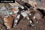 nhandu chromatus brazilian red and white tarantula nhandu chromatus brazilian red and white tarantula