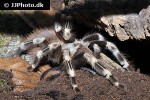 nhandu chromatus brazilian red and white tarantula nhandu chromatus brazilian red and white tarantula