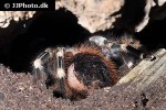 nhandu chromatus brazilian red and white tarantula nhandu chromatus brazilian red and white tarantula