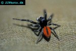 phileus chrysops jump spider phileus chrysops jump spider
