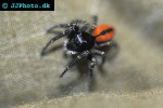 phileus chrysops jump spider phileus chrysops jump spider
