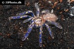 poecilotheria metallica peacock tarantula poecilotheria metallica peacock tarantula