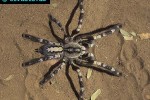 poecilotheria regalis indian ornate rainforest tarantula poecilotheria regalis indian ornate rainforest tarantula
