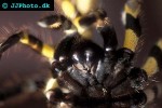 poecilotheria regalis indian ornate rainforest tarantula poecilotheria regalis indian ornate rainforest tarantula