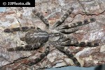 poecilotheria regalis indian ornate rainforest tarantula poecilotheria regalis indian ornate rainforest tarantula