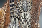 poecilotheria regalis indian ornate rainforest tarantula poecilotheria regalis indian ornate rainforest tarantula