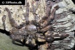poecilotheria vittata pedersen s ghost ornamental tarantula poecilotheria vittata pedersen s ghost ornamental tarantula