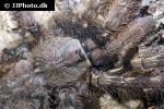poecilotheria vittata pedersen s ghost ornamental tarantula poecilotheria vittata pedersen s ghost ornamental tarantula