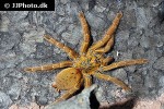 pterinochilus murinus usambara baboon tarantula pterinochilus murinus usambara baboon tarantula